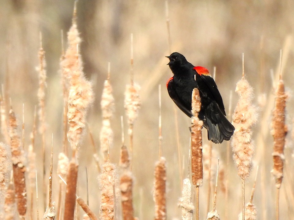 Red-winged Blackbird - ML158505601
