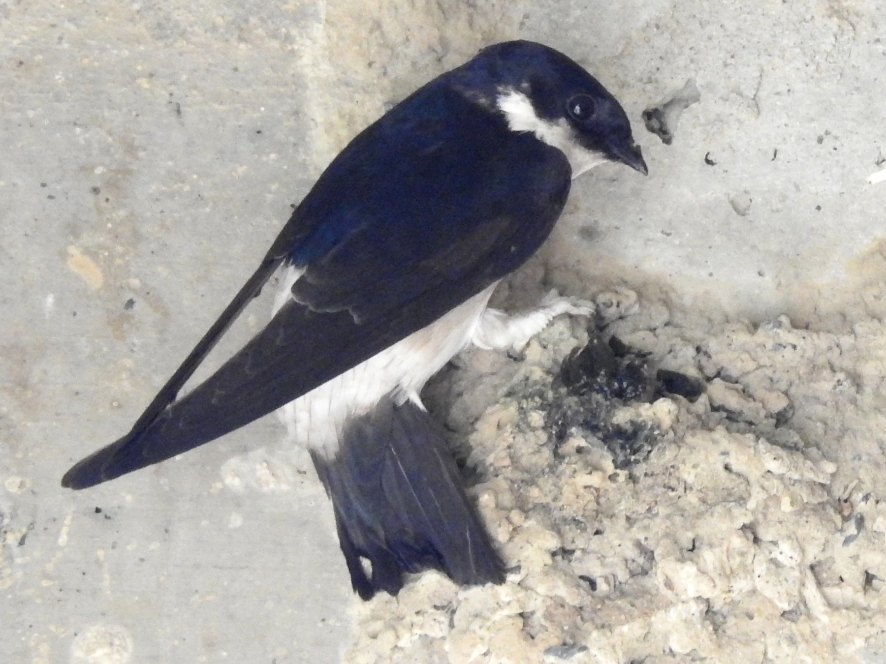 Asian House-Martin - Anonymous