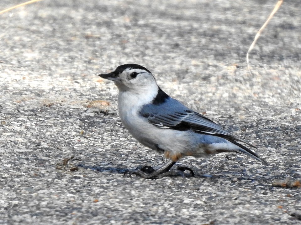 White-breasted Nuthatch - ML158508351