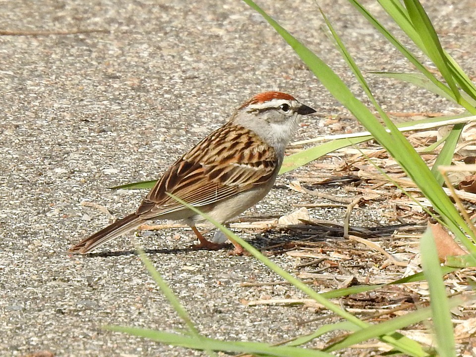 Chipping Sparrow - ML158508441