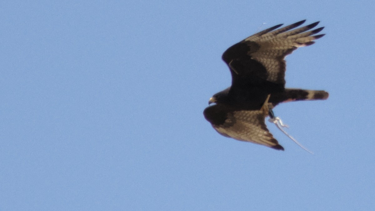 eBird Checklist - 12 May 2019 - Mojave National Preserve--Mid Hills ...