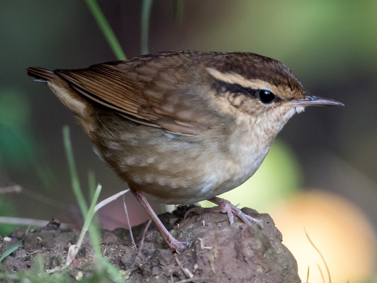 Asian Stubtail - Urosphena squameiceps - Birds of the World