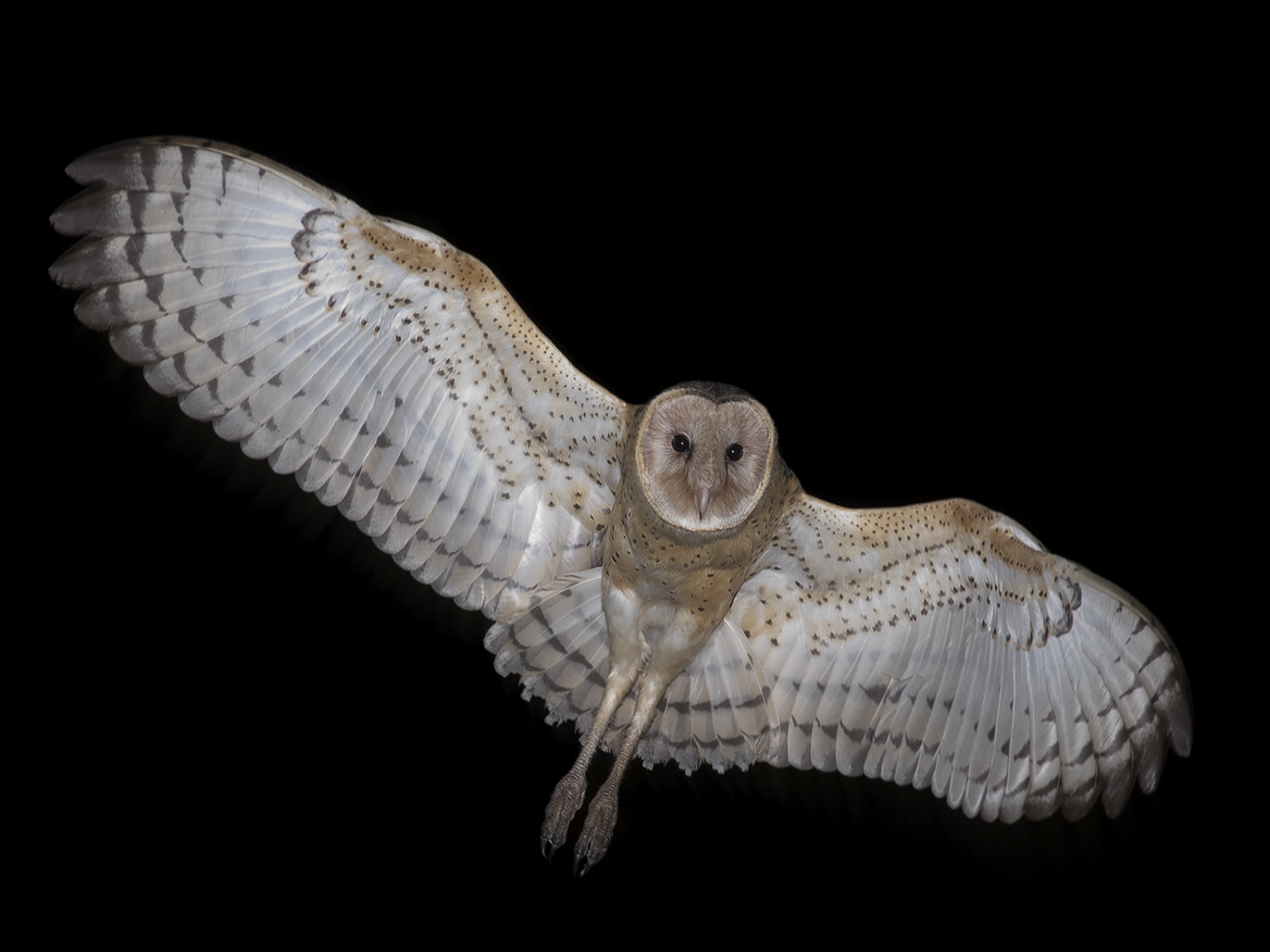 Australasian Grass-Owl - Richard Jackson