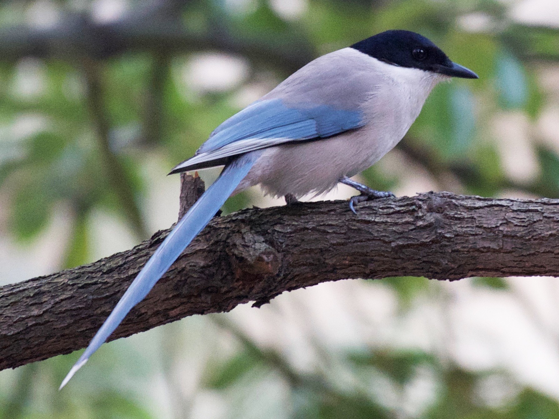 Azure-winged Magpie - Yasuhiko Komatsu