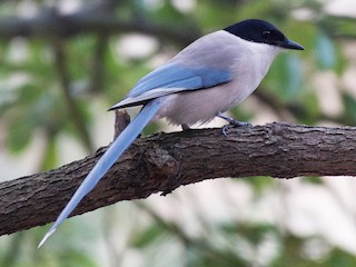  - Azure-winged Magpie