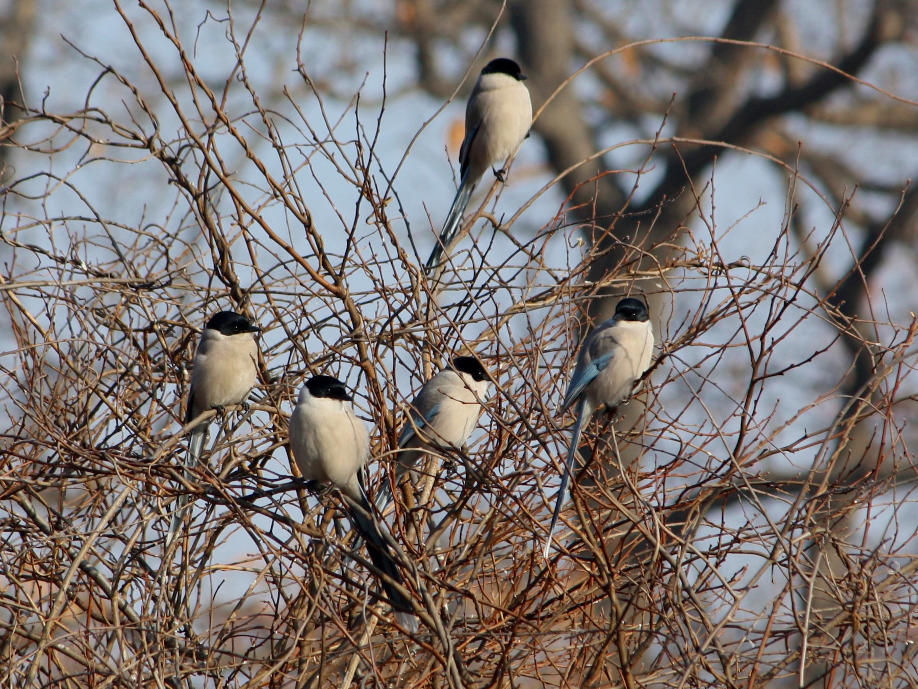 Azure-winged Magpie - Joseph Bieksza