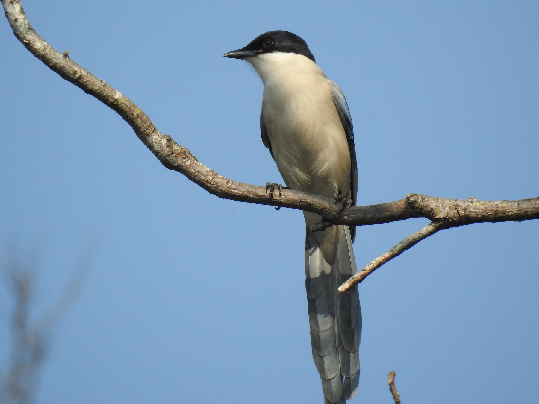 Azure-winged Magpie - Stephen Matthews