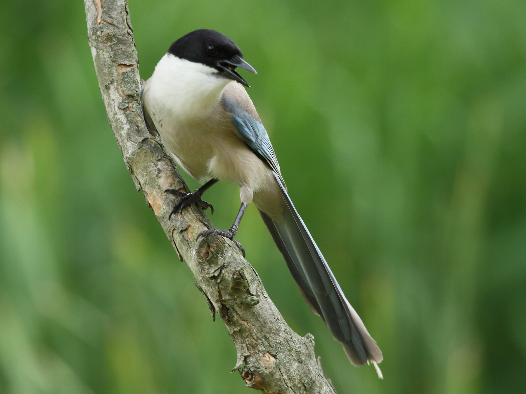 Azure-winged Magpie - Patrick J. Blake