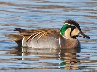  - Baikal Teal