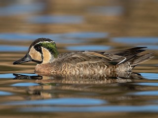  - Baikal Teal
