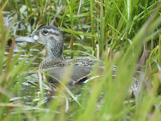 トモエガモ - eBird