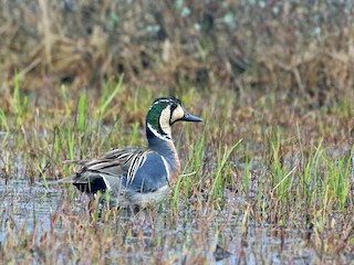  - Baikal Teal