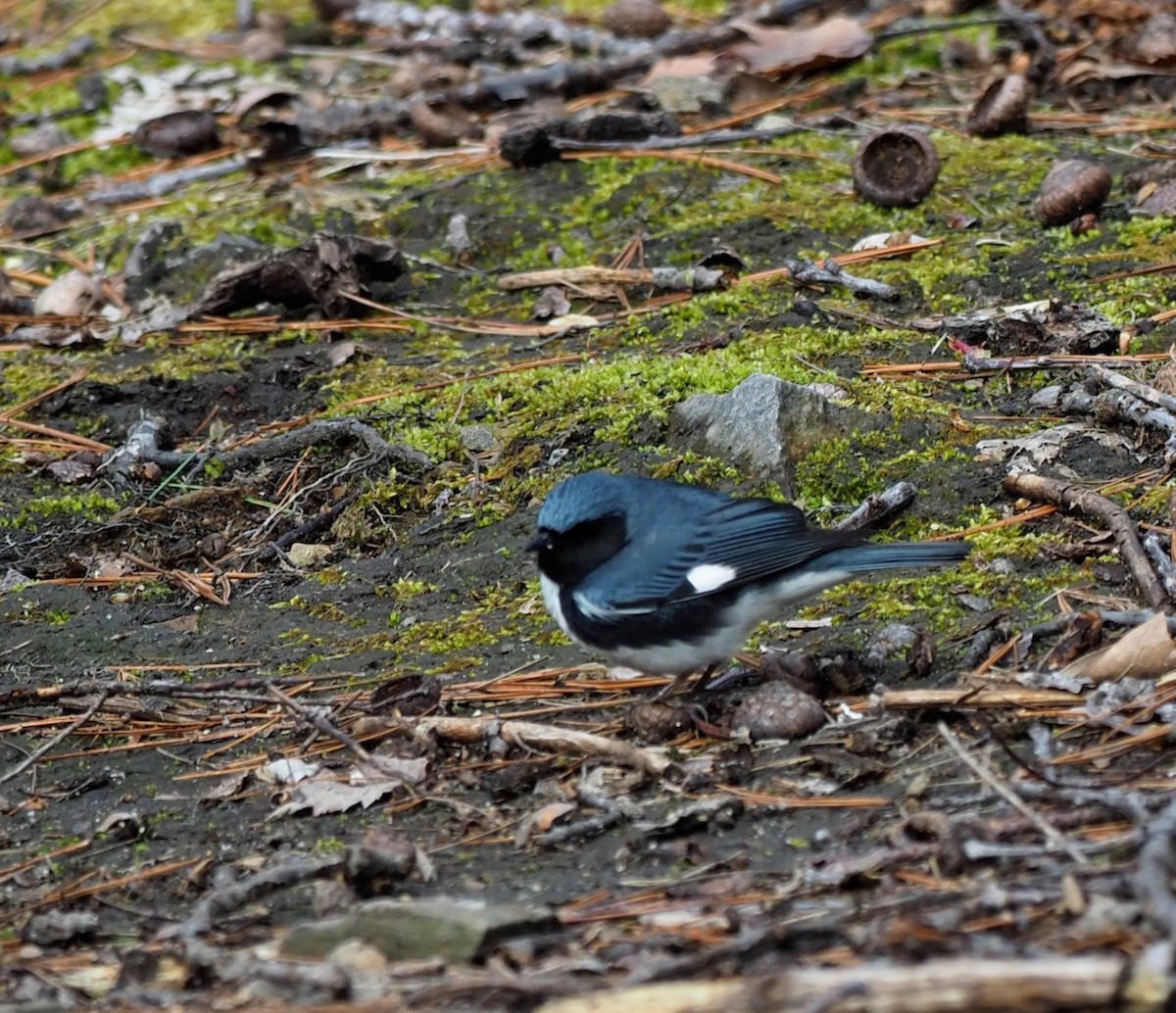 Black-throated Blue Warbler - ML158512171