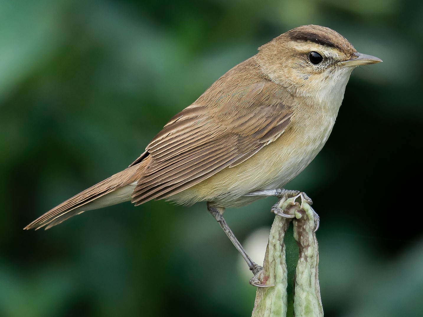 コヨシキリ Ebird