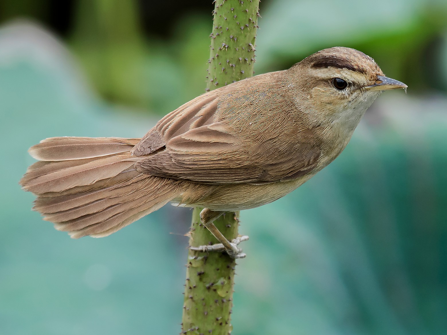 Black-browed Reed Warbler - Natthaphat Chotjuckdikul