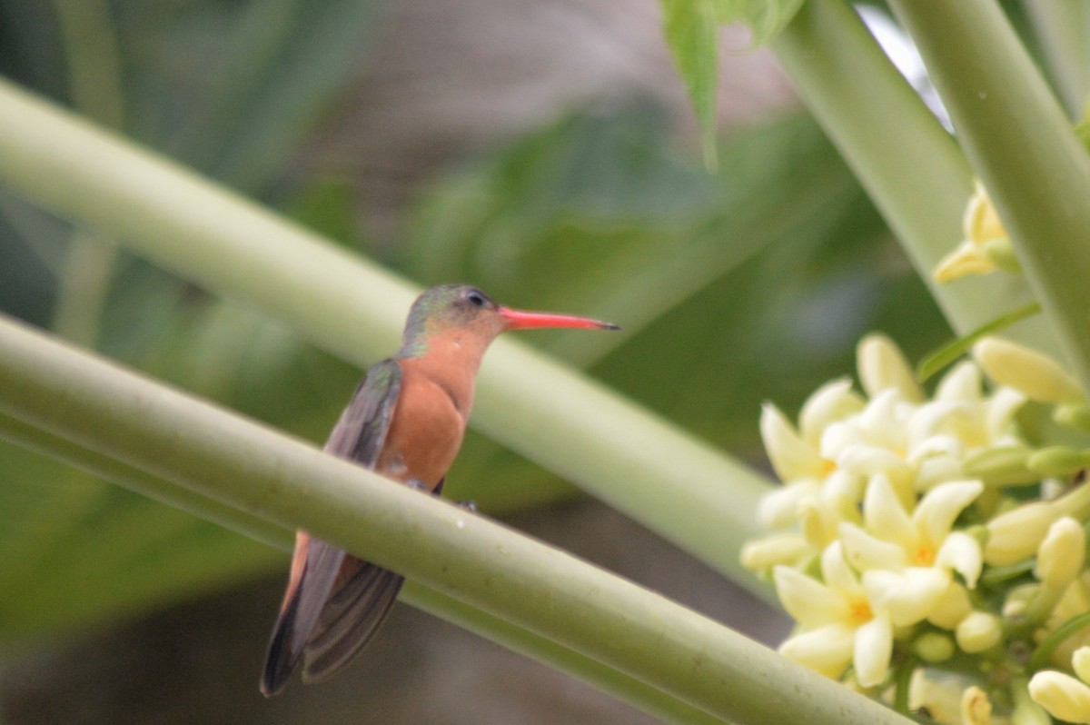 Cinnamon Hummingbird - Carlos Mancera (Tuxtla Birding Club)