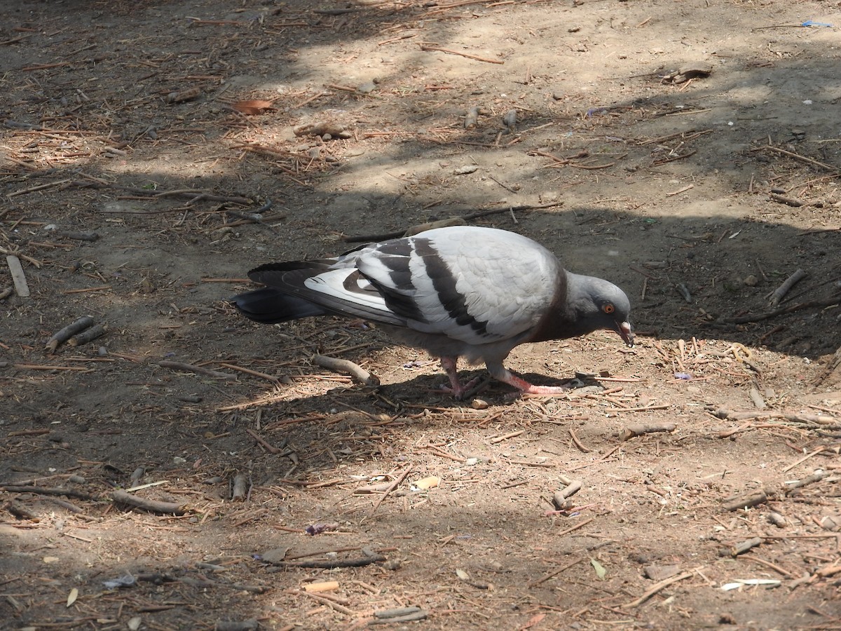Rock Pigeon (Feral Pigeon) - Museo de Historia Natural