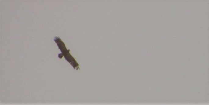 Greater Spotted Eagle - ML158522751