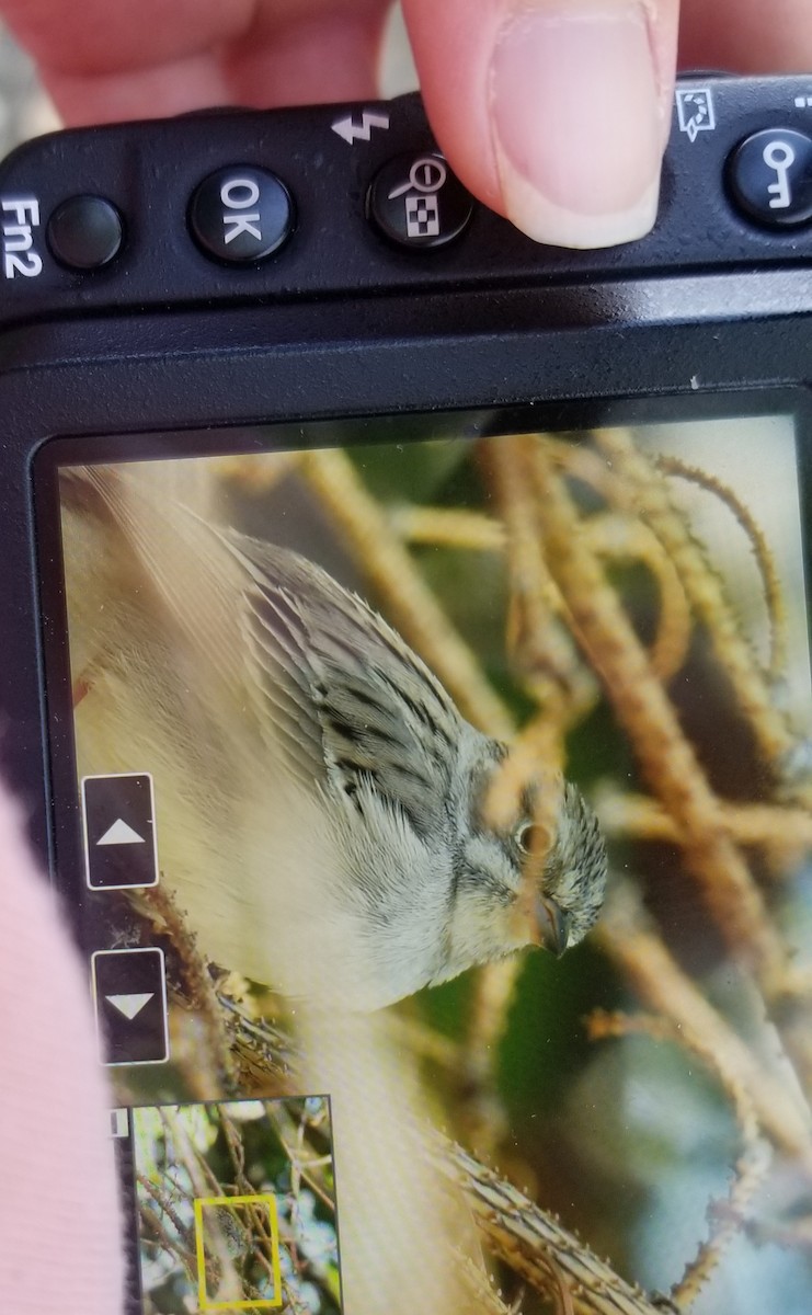 Sagebrush Sparrow - ML158535111