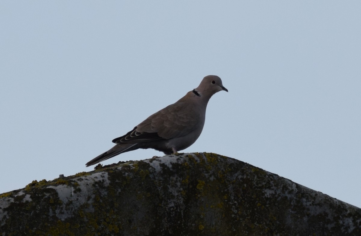 Eurasian Collared-Dove - A Emmerson