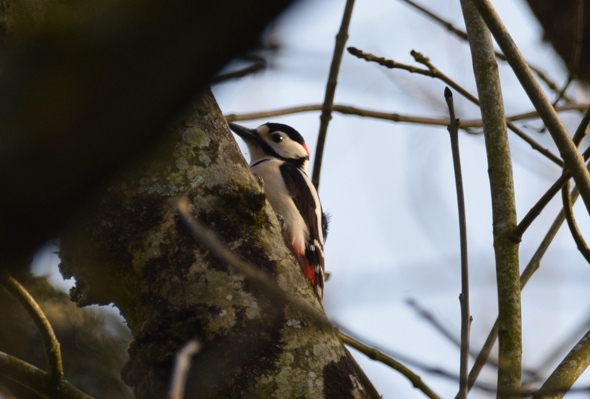 Great Spotted Woodpecker (Great Spotted) - ML158535821