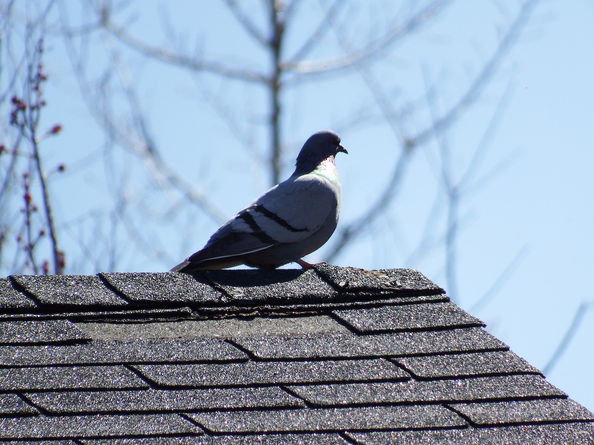 Rock Pigeon (Feral Pigeon) - ML158537431