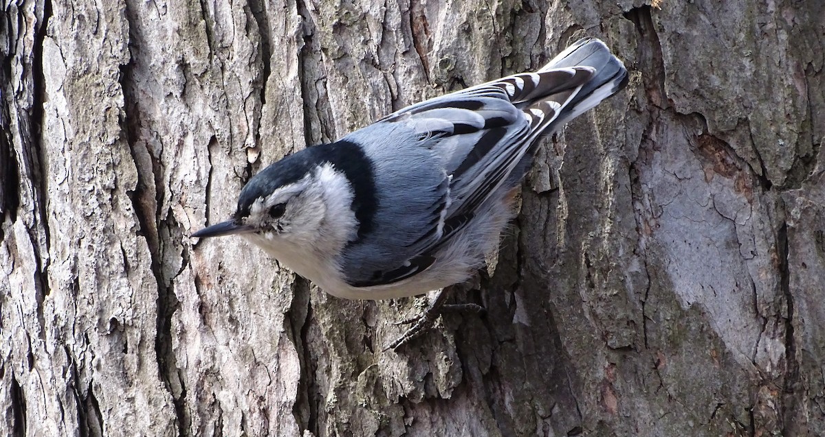 White-breasted Nuthatch - ML158537671