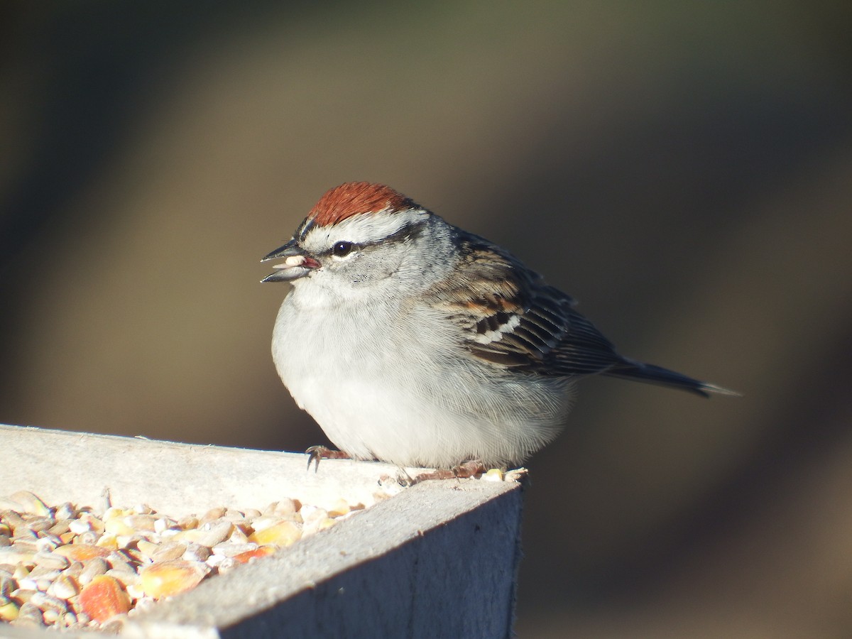 Chipping Sparrow - ML158539321