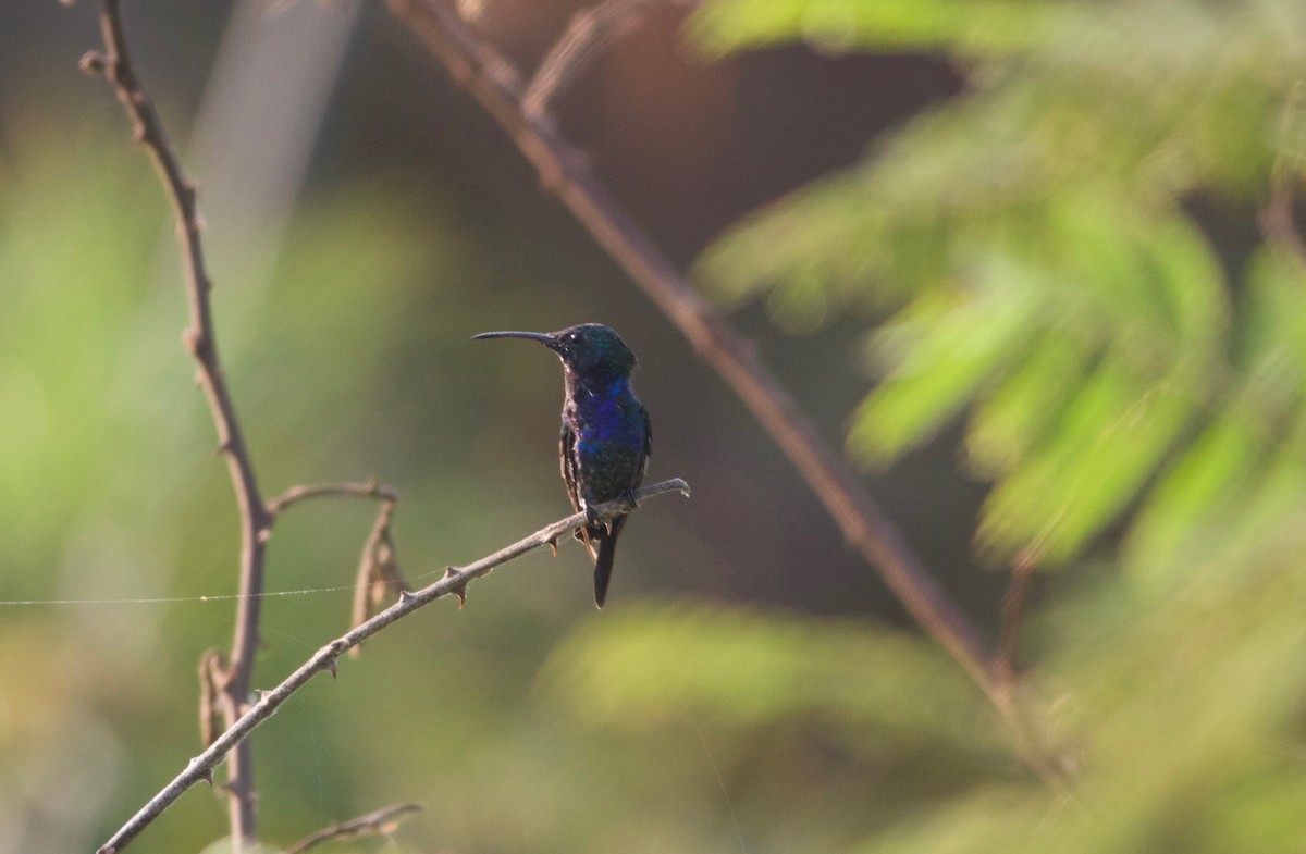 Sapphire-throated Hummingbird - Gary Brunvoll