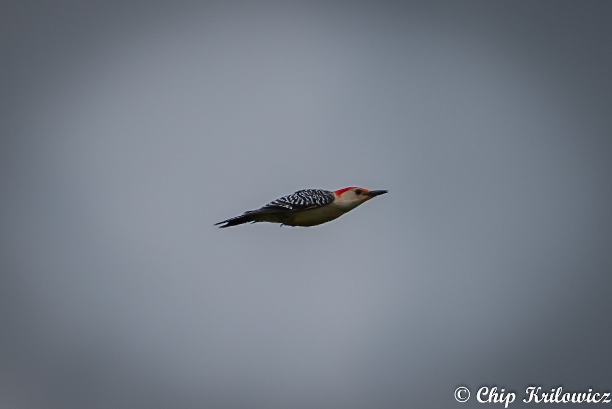 Red-bellied Woodpecker - Chip Krilowicz