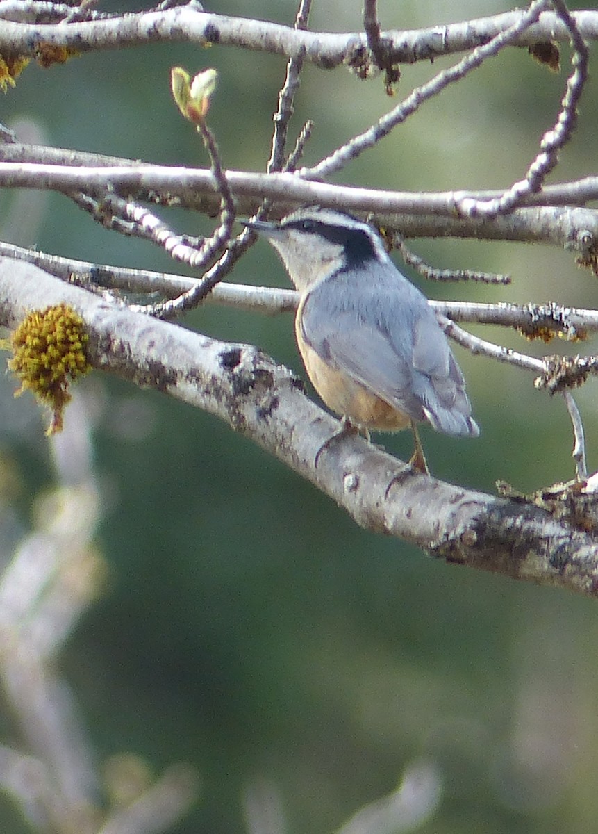 Red-breasted Nuthatch - ML158546451