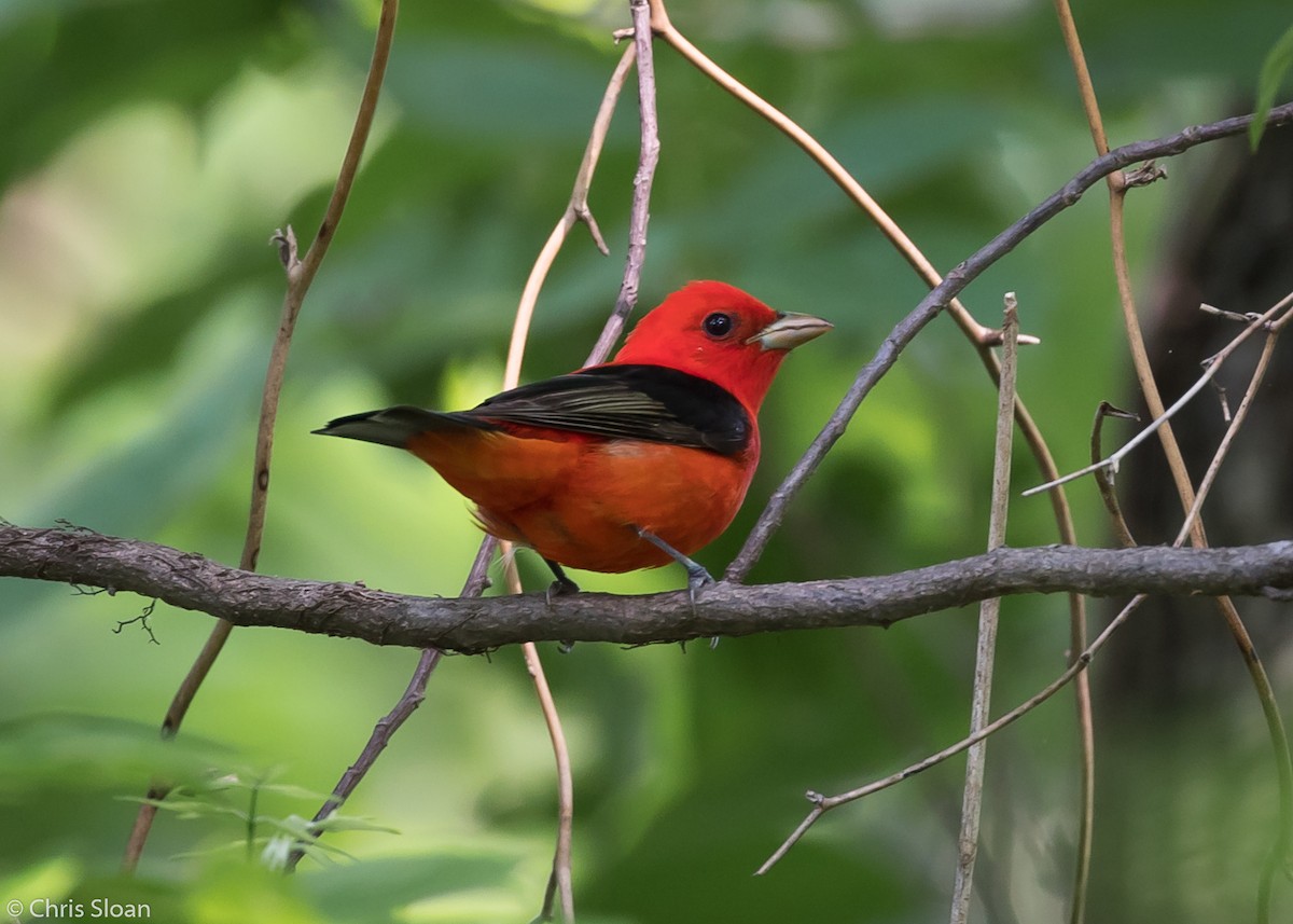 Scarlet Tanager - ML158547141