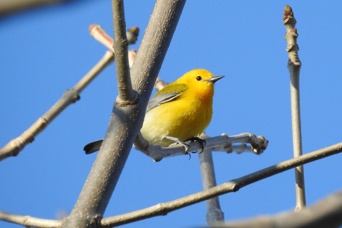 Prothonotary Warbler - ML158547961