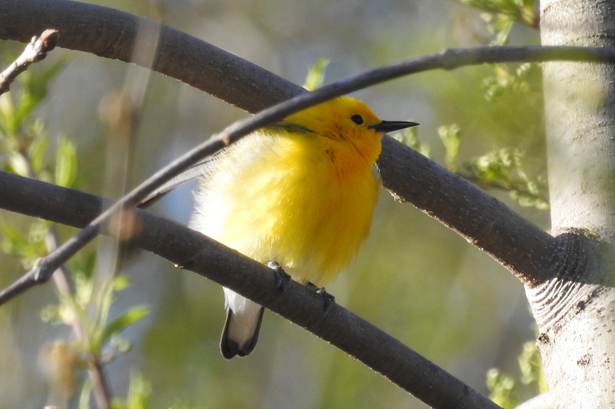 Prothonotary Warbler - ML158548141