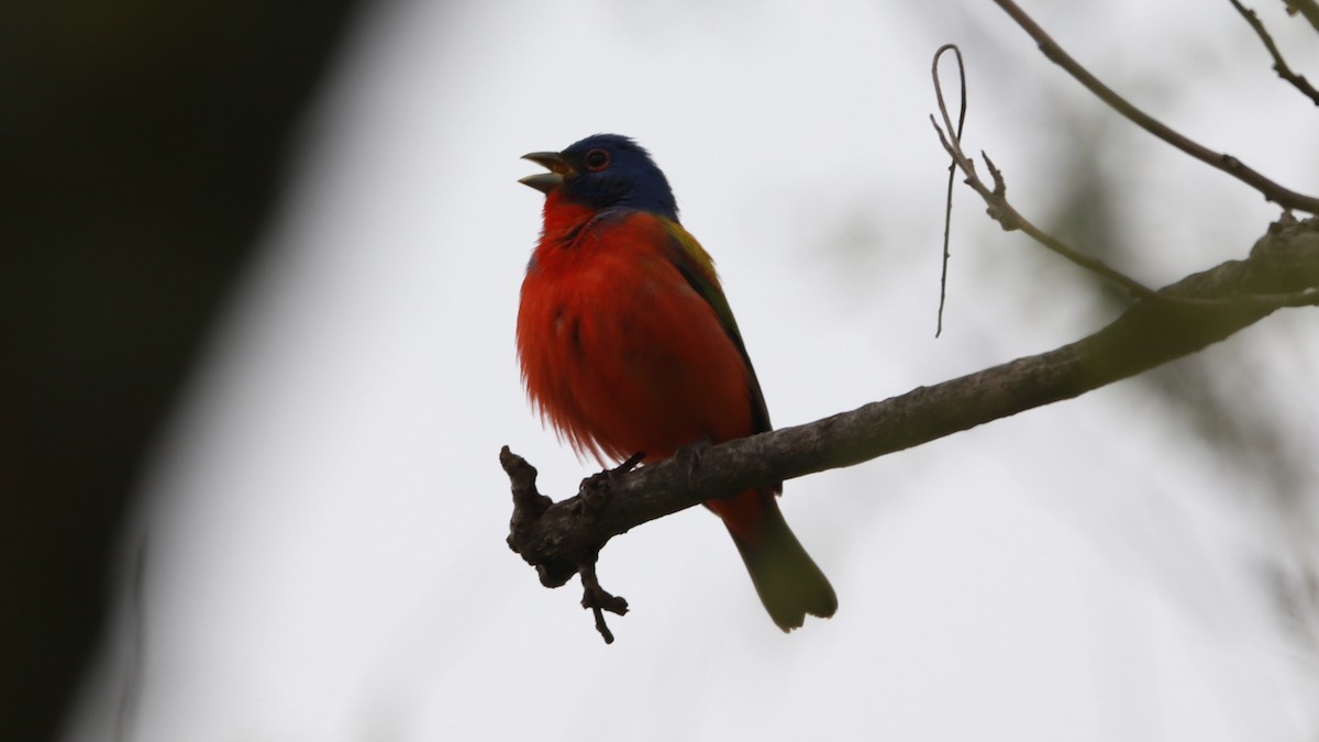 Painted Bunting - ML158548751