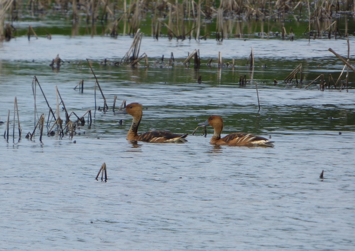 Fulvous Whistling-Duck - David Compton