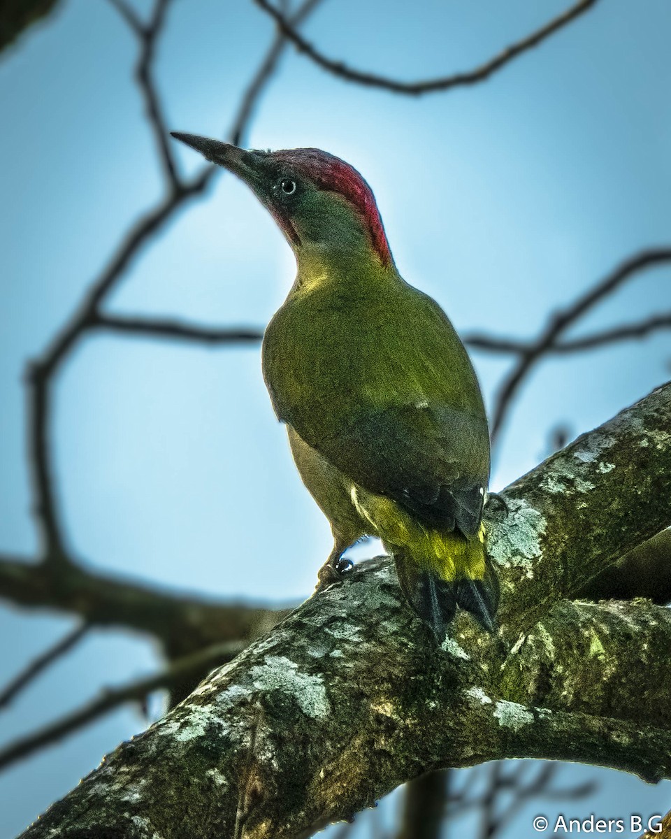 Iberian Green Woodpecker - Anderson Becerra Grajales