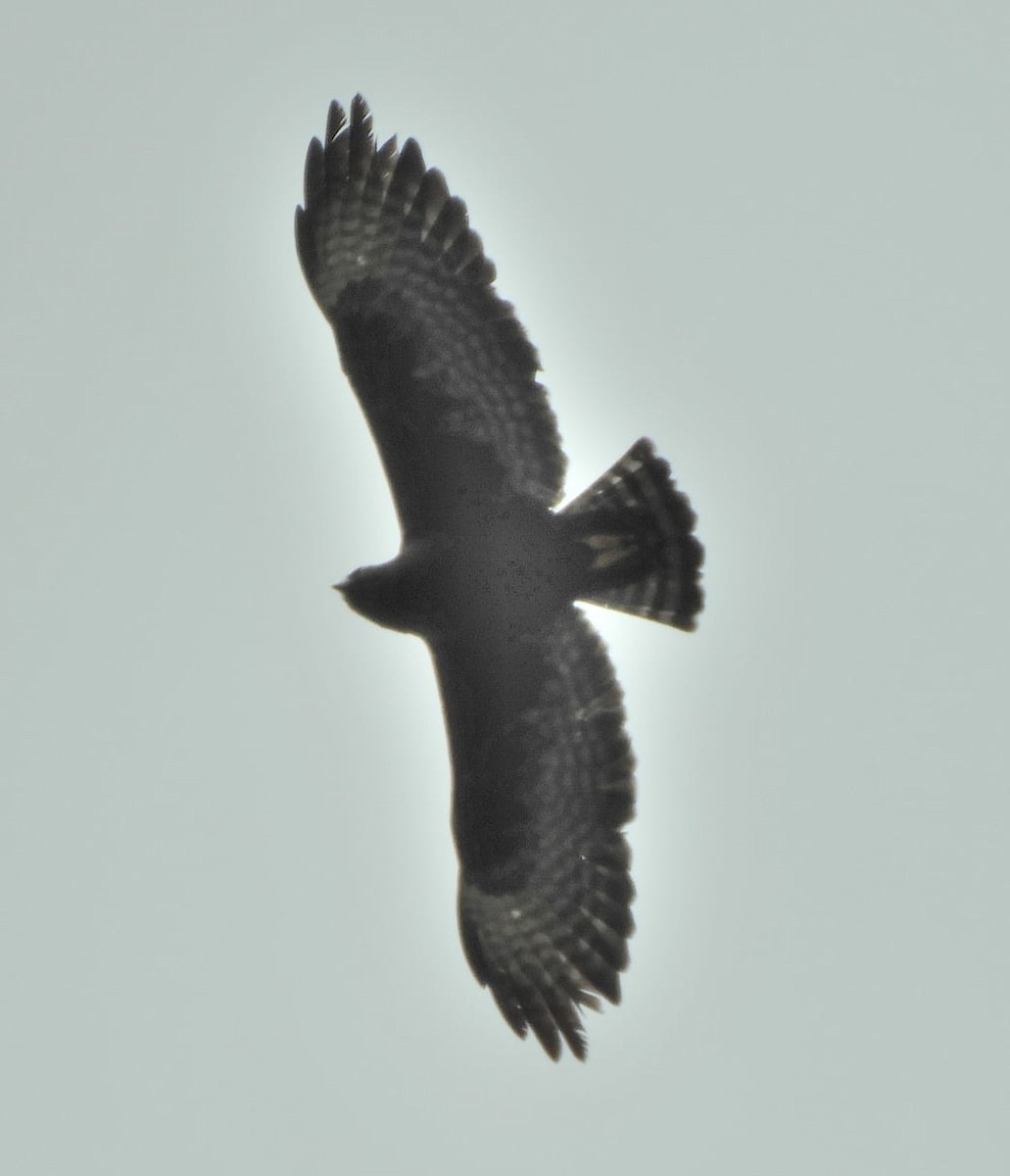 Short-tailed Hawk - ML158554631