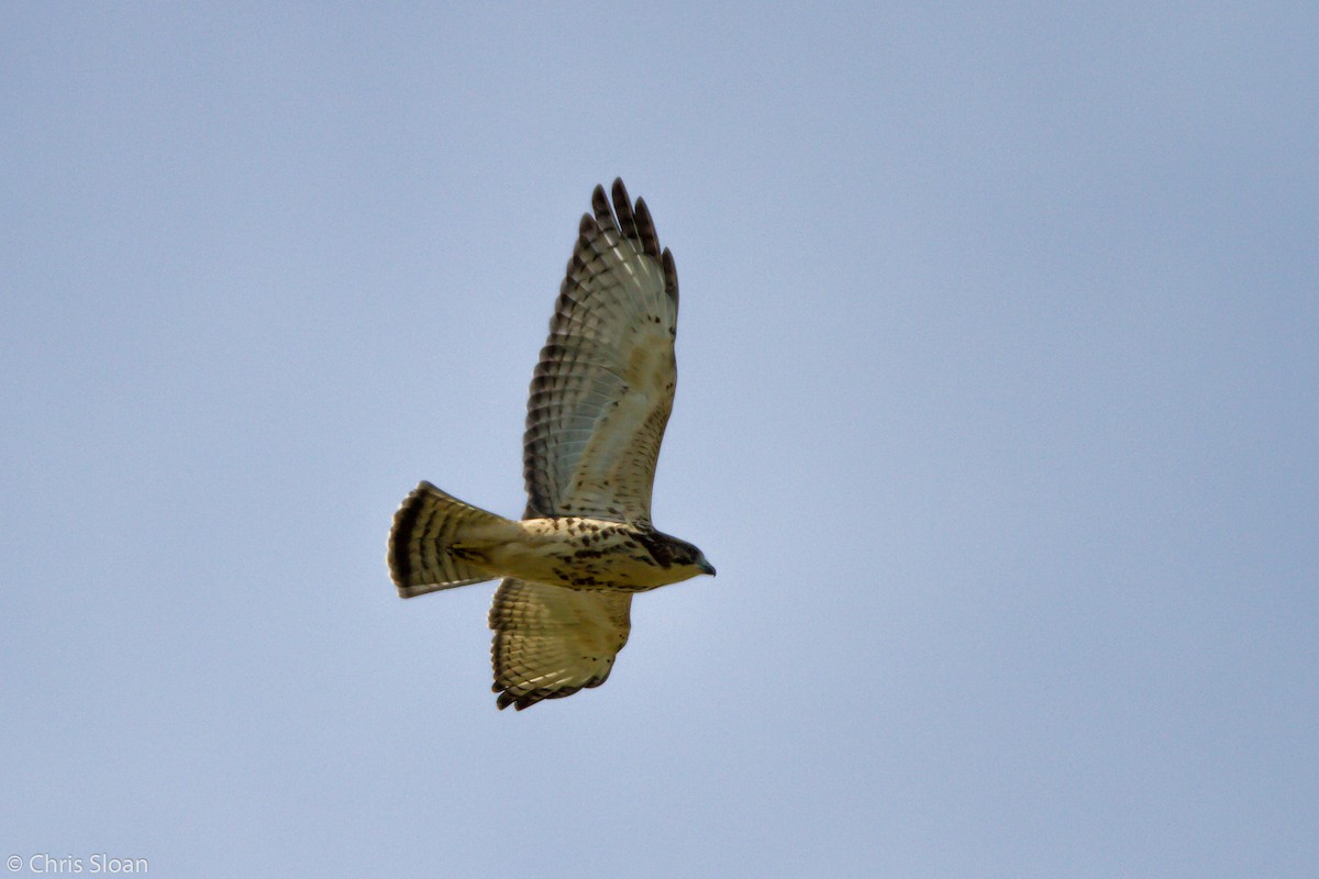 Broad-winged Hawk (Northern) - Christopher Sloan