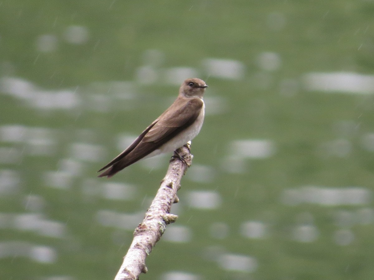 Northern Rough-winged Swallow - ML158555451