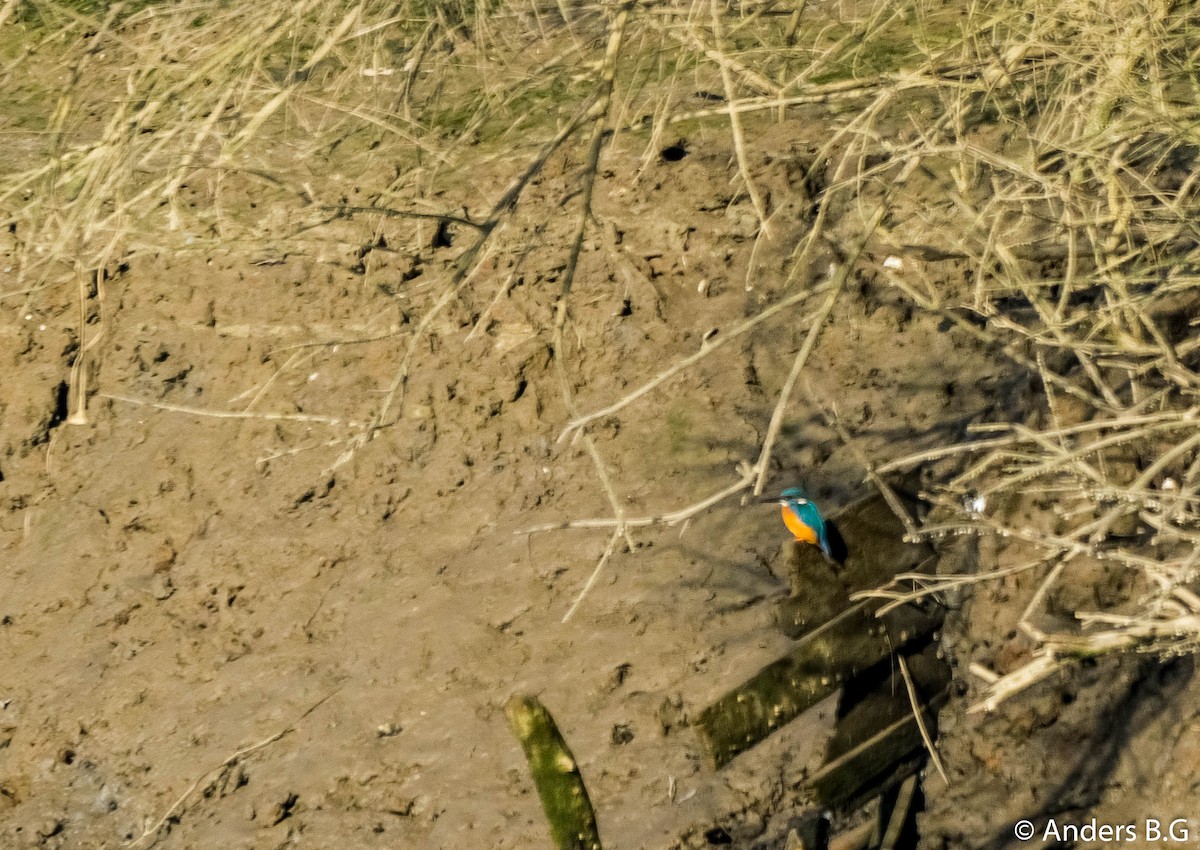 Common Kingfisher - ML158556311