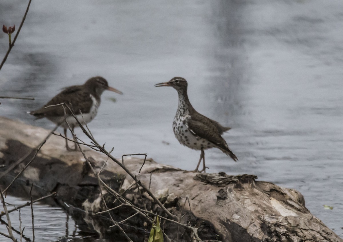 Spotted Sandpiper - Anthony Tuck