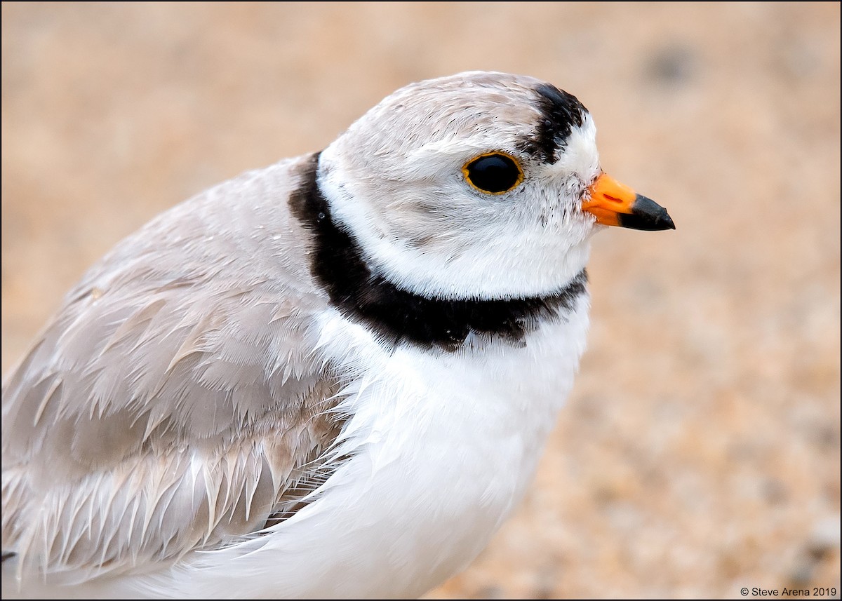 Piping Plover - Anonymous
