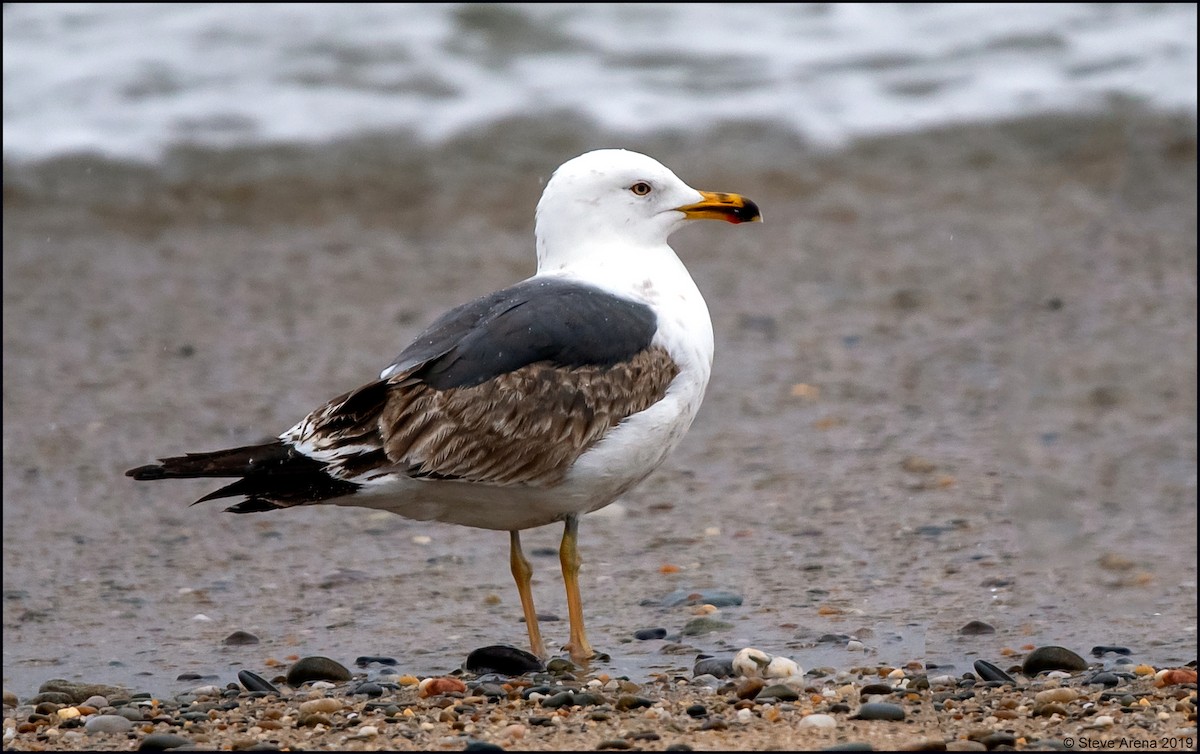 Lesser Black-backed Gull - Anonymous