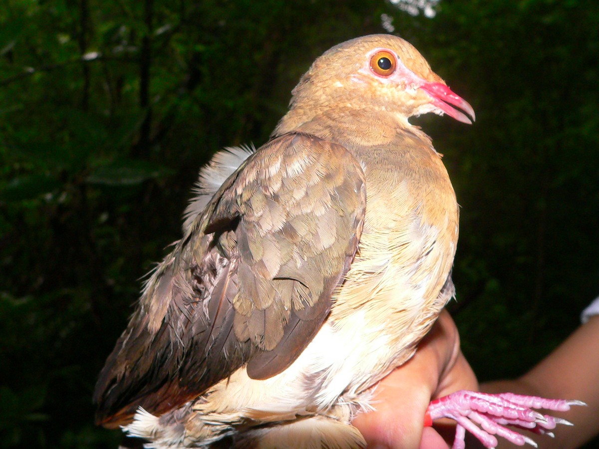 Ruddy Quail-Dove - Leticia Andino Biologist and Birding Tour Guide
