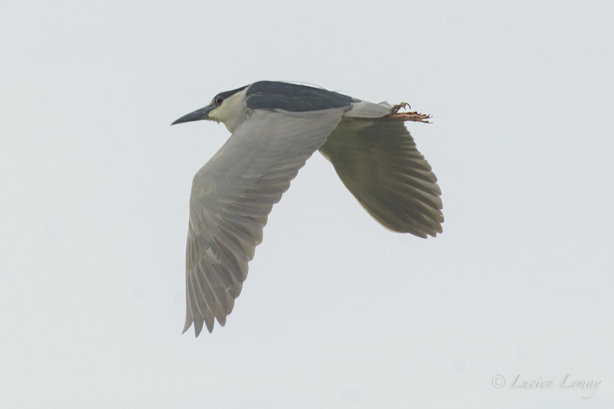 Black-crowned Night Heron - ML158562941