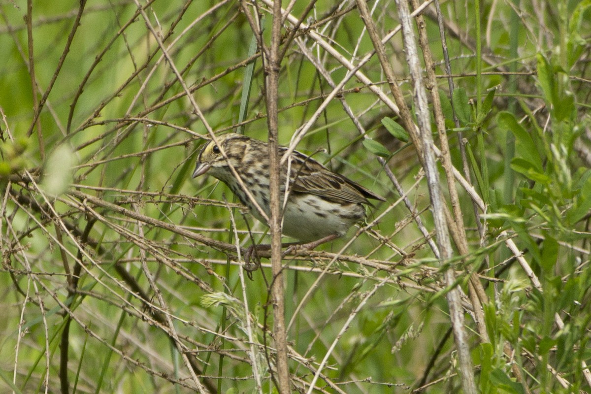 Savannah Sparrow - ML158563911