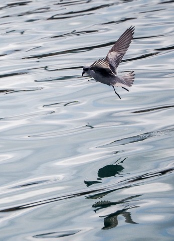 Fork-tailed Storm-Petrel - ML158563931