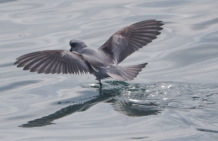 Fork-tailed Storm-Petrel - ML158564021