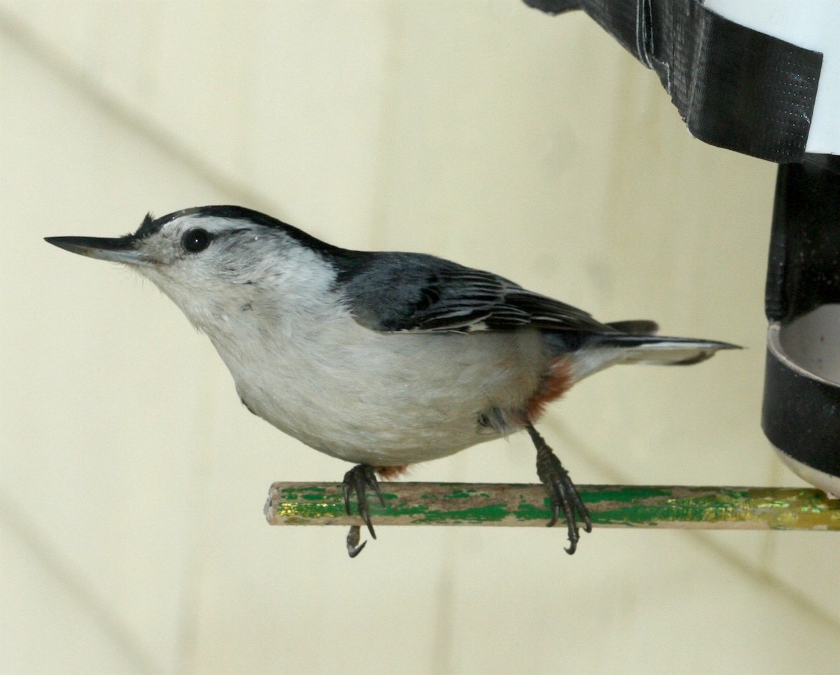 White-breasted Nuthatch - Anonymous